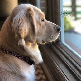Goldendoodle All Grown Up from Goldieluxe Farms