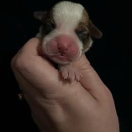 Boy 1 - Fawn male Pembroke Welsh Corgi puppy in Brazoria, Texas from Diamond Bar H