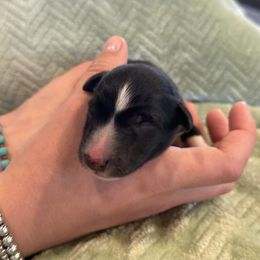 Sniper - Black and white male Border Collie puppy in North Lakeport, California from Wild Rose Ranch
