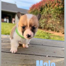 Boy 4 - Sable male Pembroke Welsh Corgi puppy in Snelling, California from A/L Corgi Canines