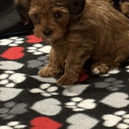 Cavapoo and Maltipoo Puppies from Julie Chandler