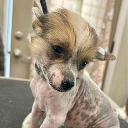 Hairy hairless - Pink and slate male Chinese Crested puppy in Rockvale, Tennessee from Cosmic Chinese Cresteds & Wind-Echo Poodles