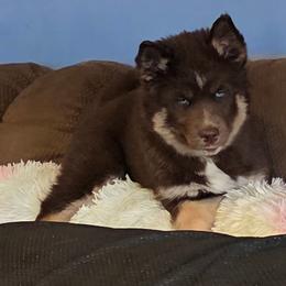 Cora - Brown and white female Siberian Husky puppy in Meridian, Mississippi from JJ's Huskies