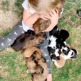 Newfoundland and Shih Tzu Puppies from Grand Meadow Newfoundlands