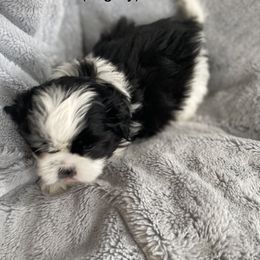 Boy 3 - Black and white Shih Tzu puppy in Blackwood, New Jersey from Ju Ju Bee Shih Tzus