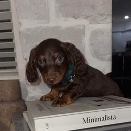 Crush - Chocolate and tan male Dachshund puppy in North Fort Myers, Florida from Trust Fund Devil Kennel