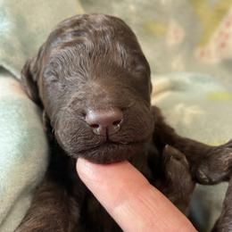 5. LT.PINK COLLAR GIRL - Chocolate female Goldendoodle puppy in Charlo, Montana from Heavenly Hilltop Farm