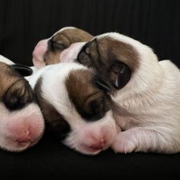 Russell Terrier Puppies from Breezy Meadows Russell Terriers