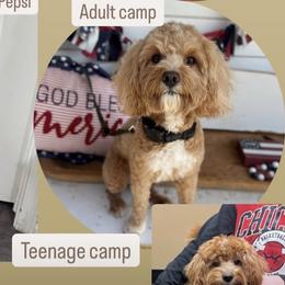 Camp - Goldendoodle
