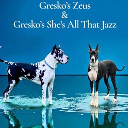 Great Dane puppies from Gresko Danes