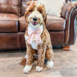 Bambi - Goldendoodle