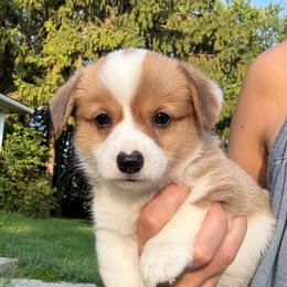 Uncle Sam - Red male Pembroke Welsh Corgi puppy in Arcanum, Ohio from Weissway Corgis