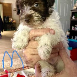Miniature Schnauzer Puppies from Miniature Schnauzer Puppies of DFW