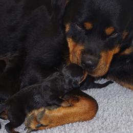Rottweiler Puppies from Ostenberg Rottweilers LLC