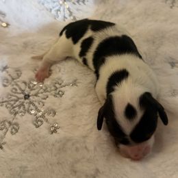 Puppy 3 - Piebald female Dachshund puppy in Martinsville, Virginia from Rea's Doxies