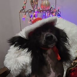 Arnold Long Star Angel - Black and white male Chinese Crested puppy in Amarillo, Texas from Victoria's Chinese Cresteds Long Star Angels