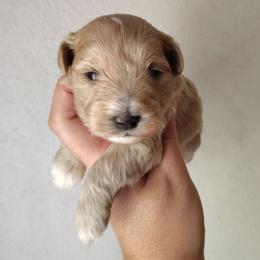 Carla beige - Wheaten female Miniature Schnauzer puppy in Florida from Central Florida Schnauzers