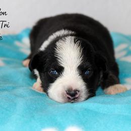 Waylon - Black tri-color male Australian Shepherd puppy in Crane, Missouri from Westrip Angus & Aussies