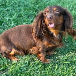 Millie - Dachshund