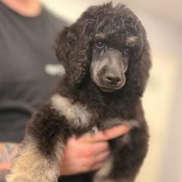 Rome - Phantom male Poodle puppy in Eugene, Oregon from Mount Zion Kennels