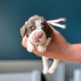 Lyric - Liver white and tan female English Springer Spaniel puppy in Tupalo, Mississippi from Butterfield Trail Farm