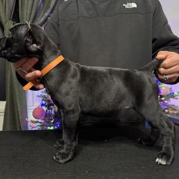 Cane Corso Puppies from Gaxx Corsos