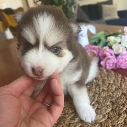 Kobuk - Chocolate male Pomsky puppy in Rathdrum, Idaho from Smart Pomskies and Frenchies
