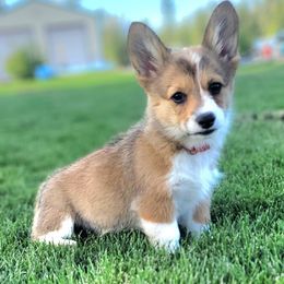 Pembroke Welsh Corgi Puppies from Top-Notch Paws