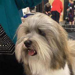 Sabre - Havanese
