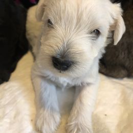 Miniature Schnauzer and Poodle Puppies from Bits & Bytes Farm