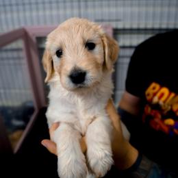 Eliora (yellow) - Cream female Goldendoodle puppy in Portsmouth, Virginia from Hopping Howlers Ranch