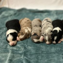 Australian Shepherd puppies from Neon Moon Aussies