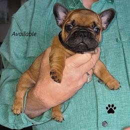 French Bulldog Puppies from Janet's Frenchies