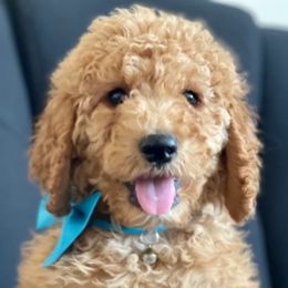 Poodles from LuckyDog Maverick