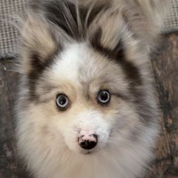 Pomskies from Jill's Pomskies