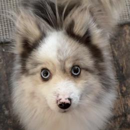 Pomskies from Jill's Pomskies