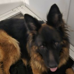 German Shepherds from Moon Dragon Kennels