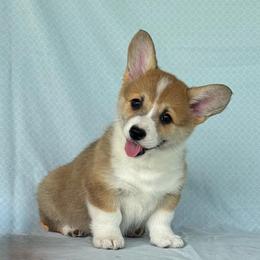 Hilda - Red female Pembroke Welsh Corgi puppy in Creston, Iowa from GSF Pembroke Welsh Corgis