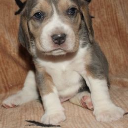 Champion Dad zeus - Blue tan and white male Beagle puppy in Spring Creek, Nevada from Battleborn Aussies and Beagles