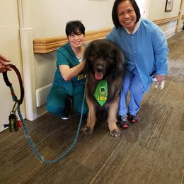 Leonberger All Grown Up from Ex Animo Leonbergers and WHD