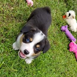 American Corgi and Pembroke Welsh Corgi Puppies from Whimsical Treasure Corgis