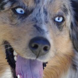 Blu - Australian Shepherd