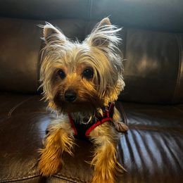 Weazy - Yorkshire Terrier