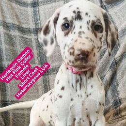 Harlequin Demon (Hot Pink Collar) Heterozygous LUA - White and liver brown female Dalmatian puppy in Raymondville, Missouri from Wagner's Dalmatian's