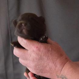 Girl 1 - Chocolate female Pomeranian puppy in Maplefalls, Washington from Snow peak poms