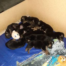 German Shepherd Puppies from Flussufer German Shepherds