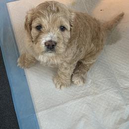 Cockapoo and Goldendoodle Puppies from Capital Doodles