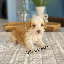 Caramel - Caramel male Australian Labradoodle puppy in Nashville, Tennessee from SF Australian Labradoodles