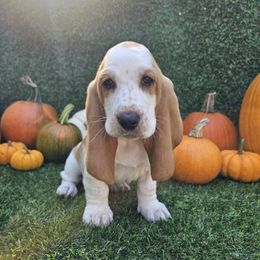 Lady - Lemon and white female Basset Hound puppy in Big Rapids, Michigan from Basket Hound Bassets