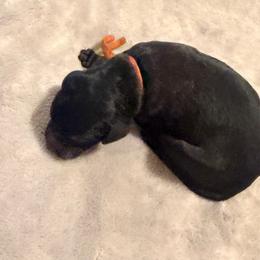 Cranberry - Brindle male Poodle puppy in Piqua, Kansas from Legacy Farms Standard Poodles